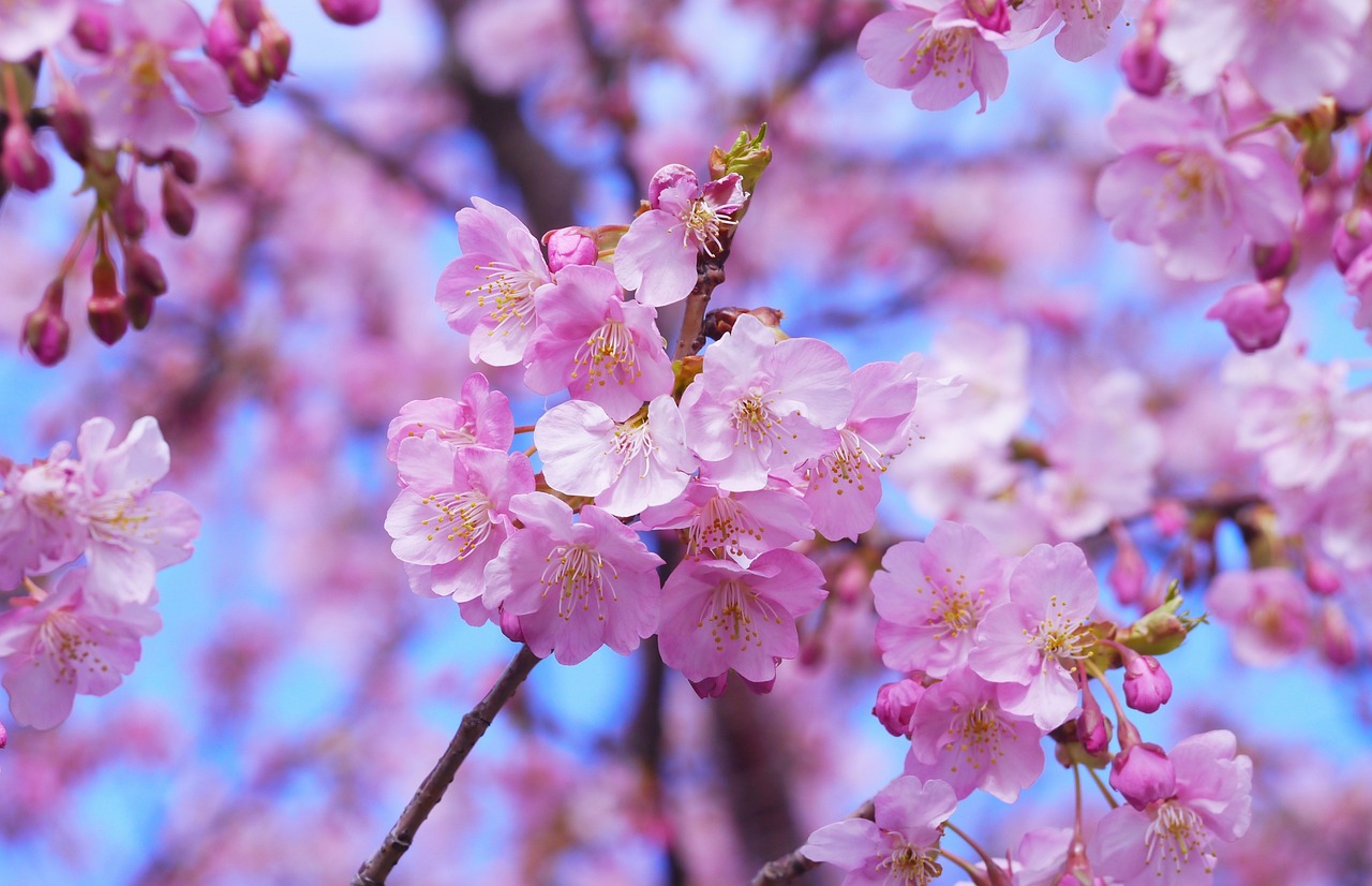 Sustainable Tourism in Japan’s Hiroshima